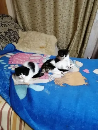 Отдам котят в хорошие руки в связи с переездом. Мариуполь