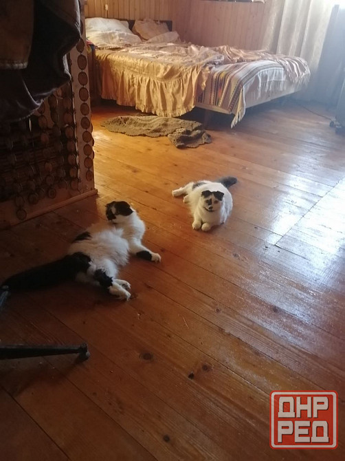 Отдам котов в хорошие руки в связи с переездом. Мариуполь - изображение 3