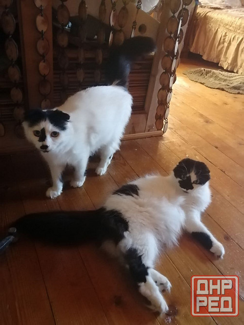 Отдам котов в хорошие руки в связи с переездом. Мариуполь - изображение 1