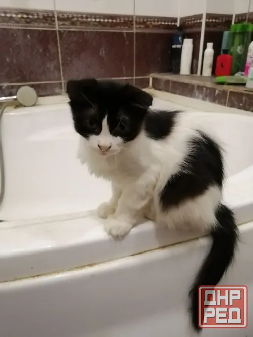 Отдам котят в хорошие руки. пгт. Ялта. Мангушский район. Мариуполь - изображение 2