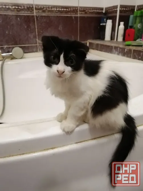 Отдам котят в хорошие руки. пгт. Ялта. Мангушский район. Мариуполь - изображение 1