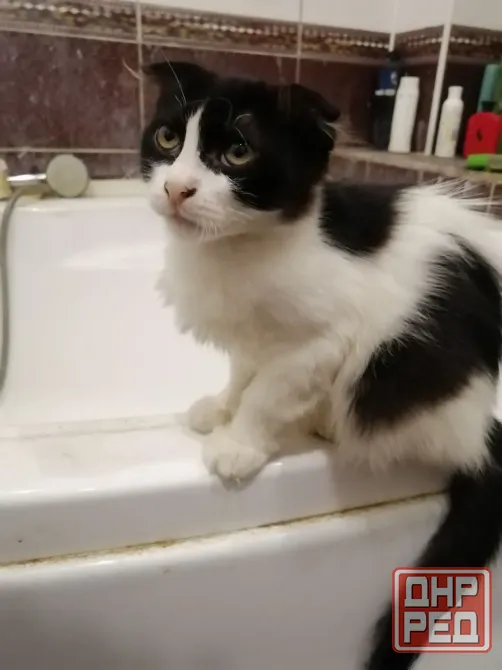 Отдам котят в хорошие руки. пгт. Ялта. Мангушский район. Мариуполь - изображение 3