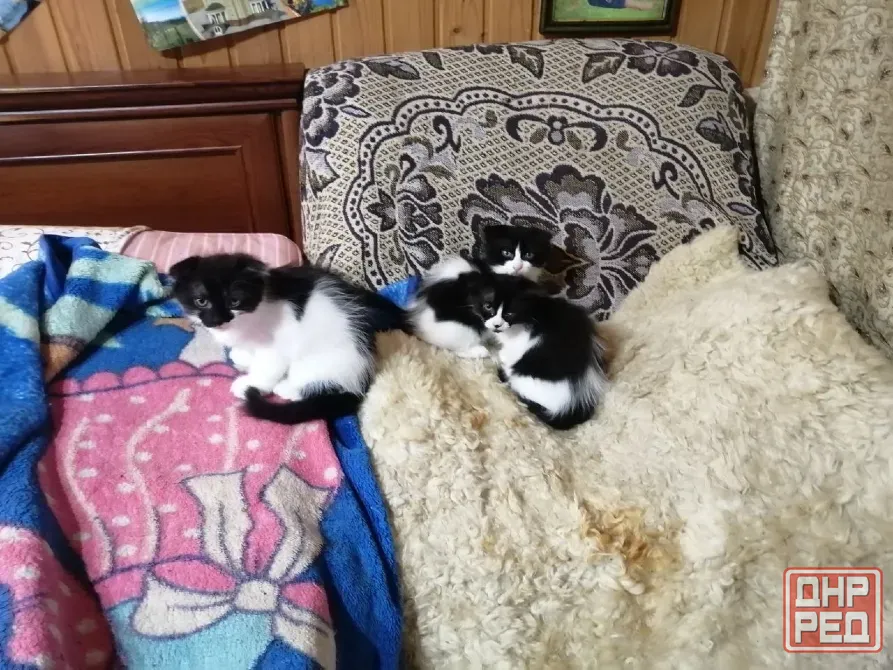 Отдам котят в хорошие руки в связи с переездом. Мариуполь - изображение 2