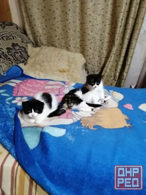 Отдам котят в хорошие руки в связи с переездом. Мариуполь - изображение 1