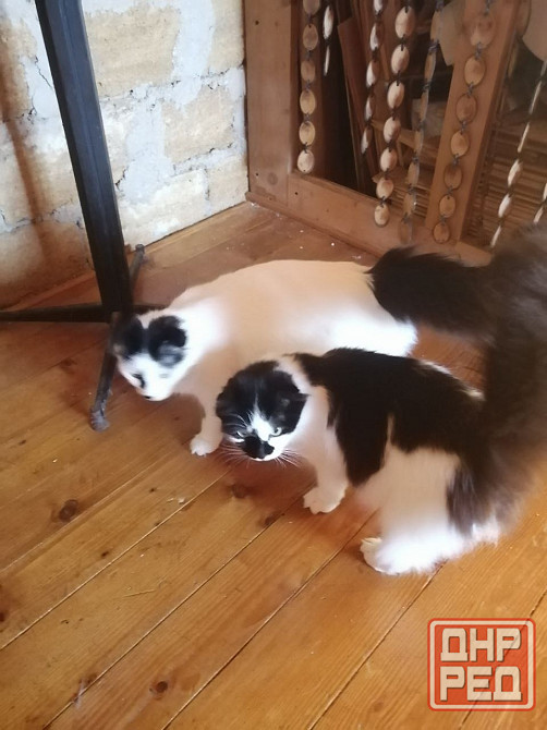 Отдам котов в хорошие руки в связи с переездом. Мариуполь - изображение 2