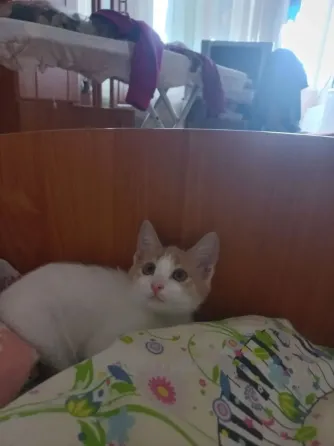 Отдам милого котенка, девочка Донецк