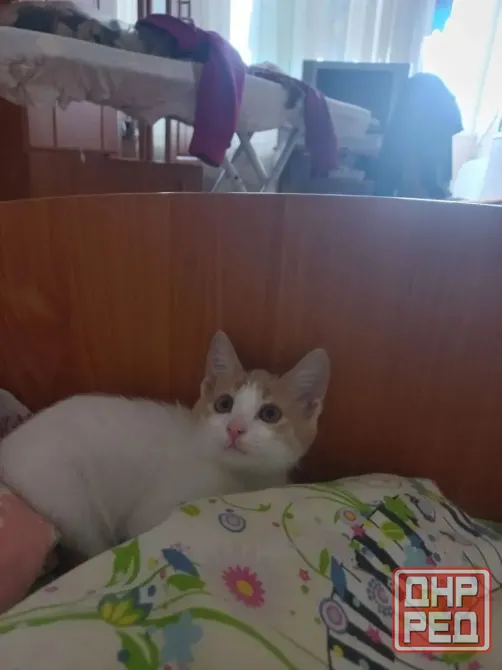 Отдам милого котенка, девочка Донецк - изображение 3