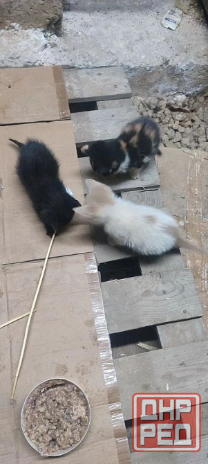 Отдам котят в добрые руки Срочно Донецк - изображение 4