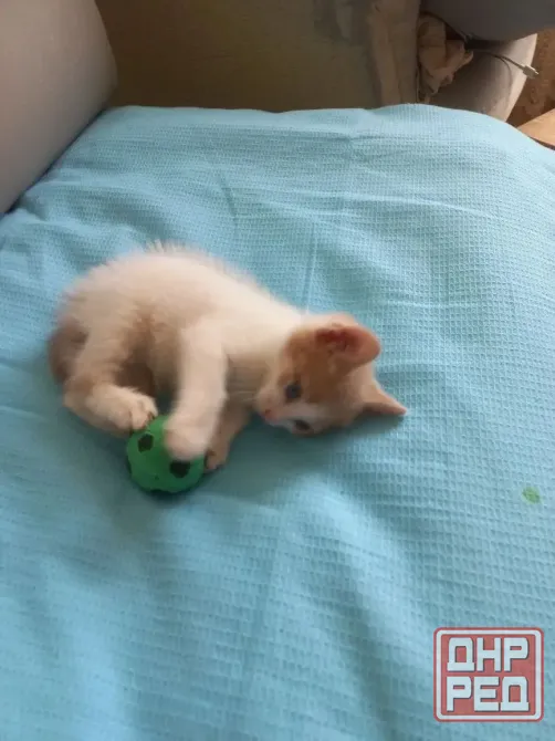Отдам милого котенка, девочка Донецк - изображение 1