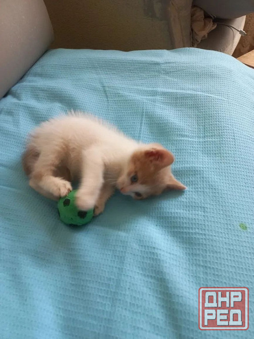 Отдам котят в добрые руки Срочно Донецк - изображение 1