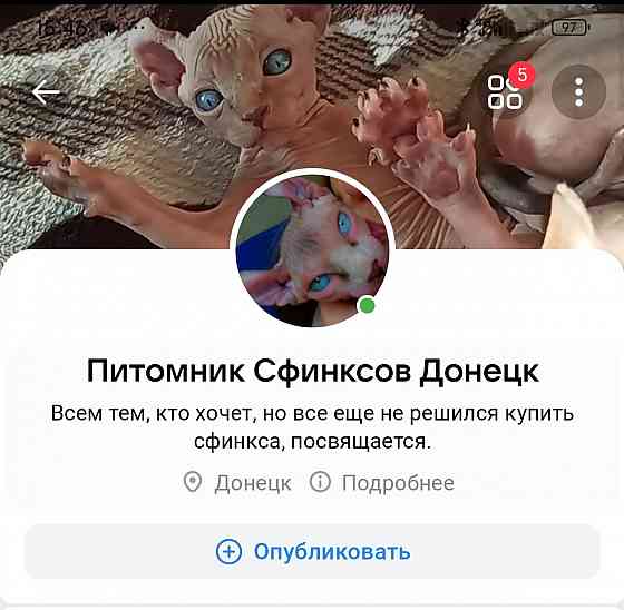 Канадский сфинкс Донецк