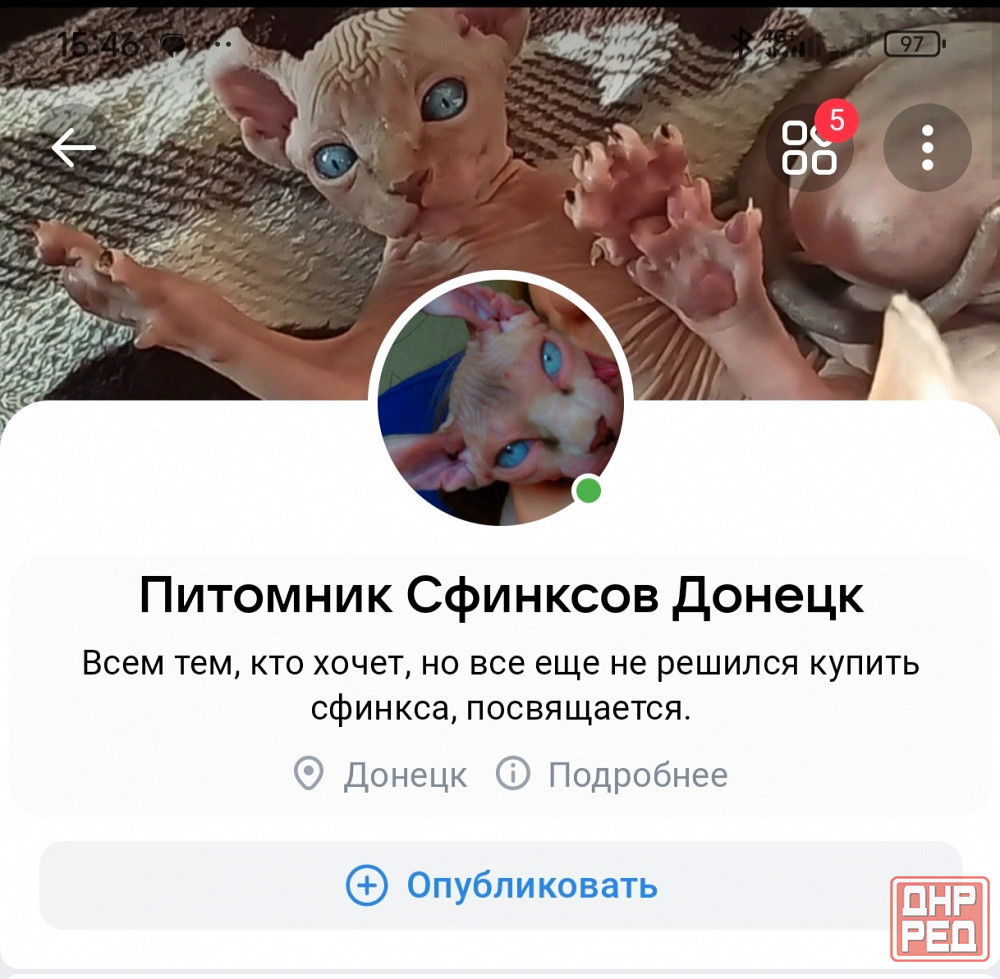 Канадский сфинкс Донецк - изображение 5