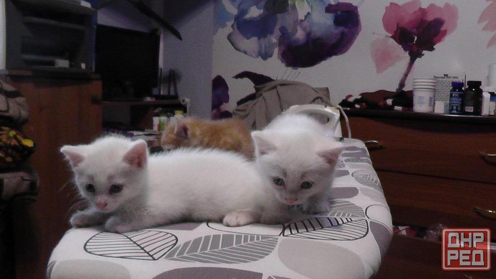Отдам котят Донецк - изображение 3