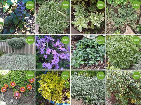 Очитки. Sedums. Почвопокровные растения Мариуполь
