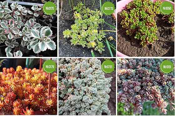 Очитки. Sedums. Почвопокровные растения Мариуполь