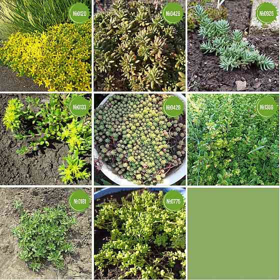 Очитки. Sedums. Почвопокровные растения Мариуполь