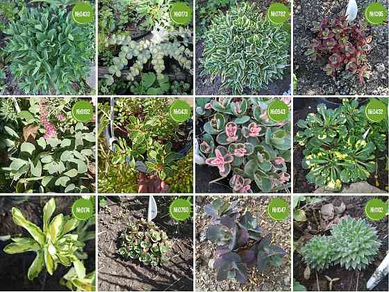 Очитки. Sedums. Почвопокровные растения Мариуполь