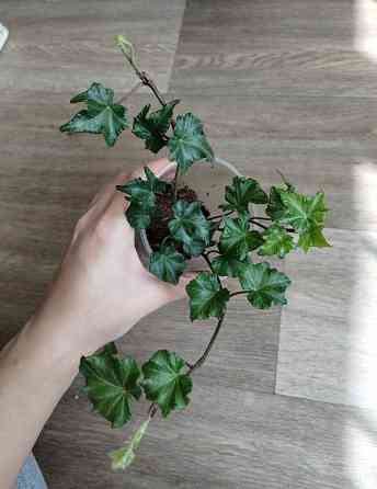 Плющ вариегатный Донецк