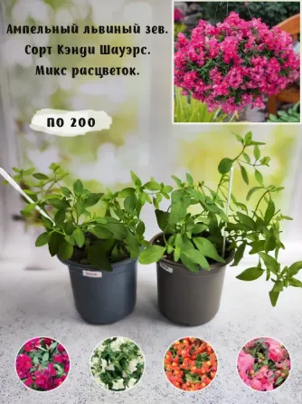Петунии, Калибрахоа, ампельный львиный зев Донецк