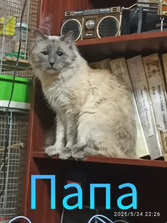 Котята невской маскарадной породы ждут своих хозяев. Донецк