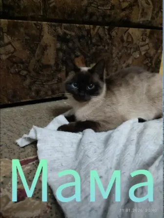 Котята невской маскарадной породы ждут своих хозяев. Донецк