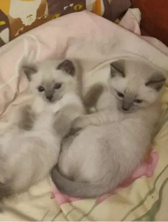 Котята невской маскарадной породы ждут своих хозяев. Донецк