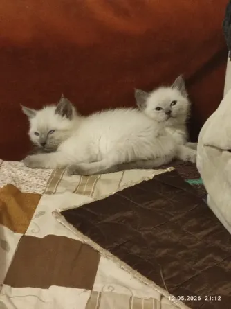 Котята невской маскарадной породы ждут своих хозяев. Донецк