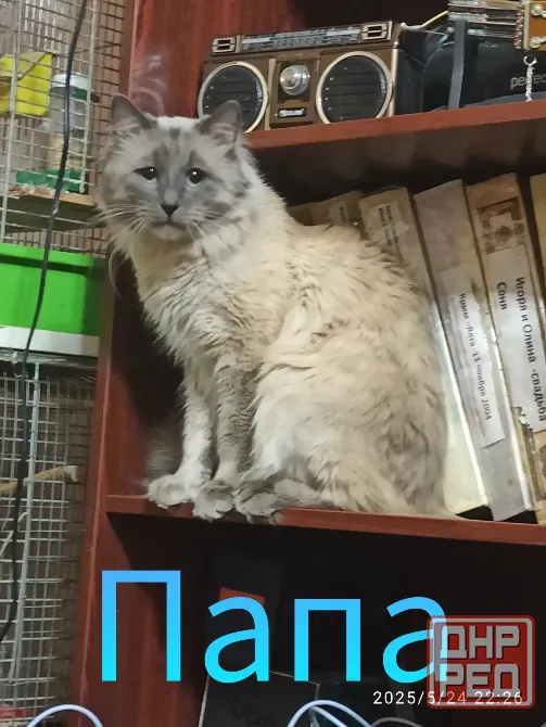 Котята невской маскарадной породы ждут своих хозяев. Донецк - изображение 4