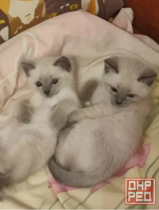 Котята невской маскарадной породы ждут своих хозяев. Донецк - изображение 1