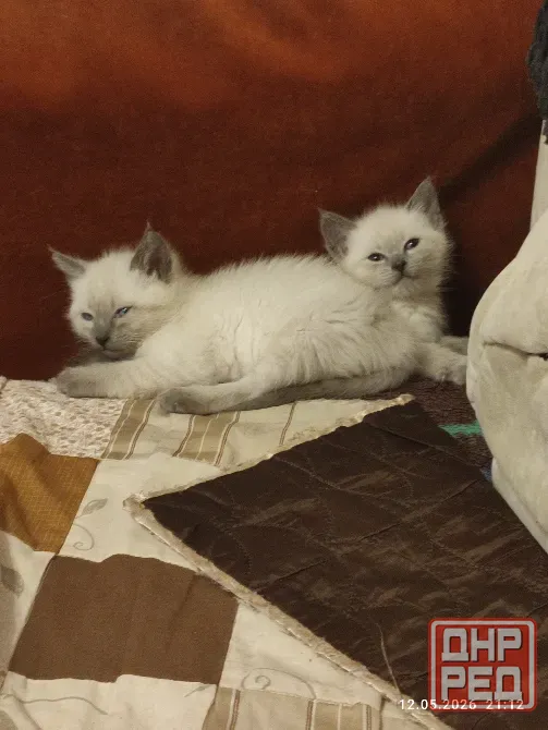 Котята невской маскарадной породы ждут своих хозяев. Донецк - изображение 2