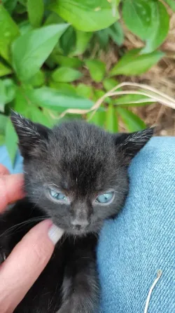 Котята с голубыми глазами Донецк