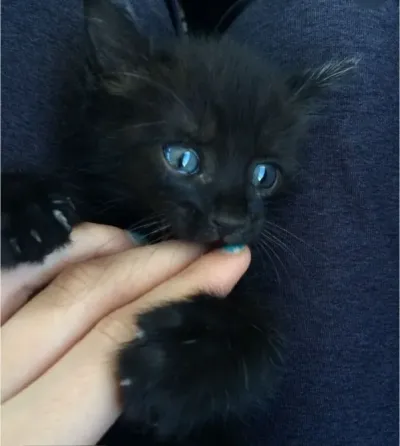 Котята с голубыми глазами Донецк