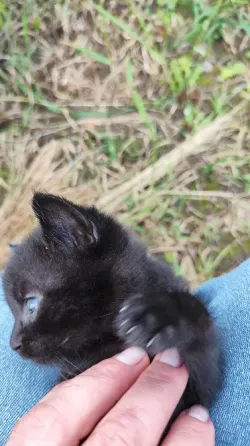 Котята с голубыми глазами Донецк