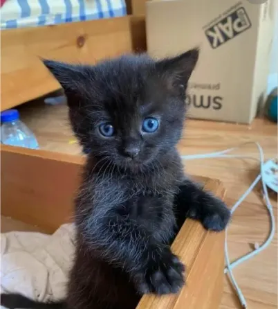 Котята с голубыми глазами Донецк