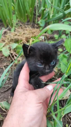 Котята с голубыми глазами Донецк