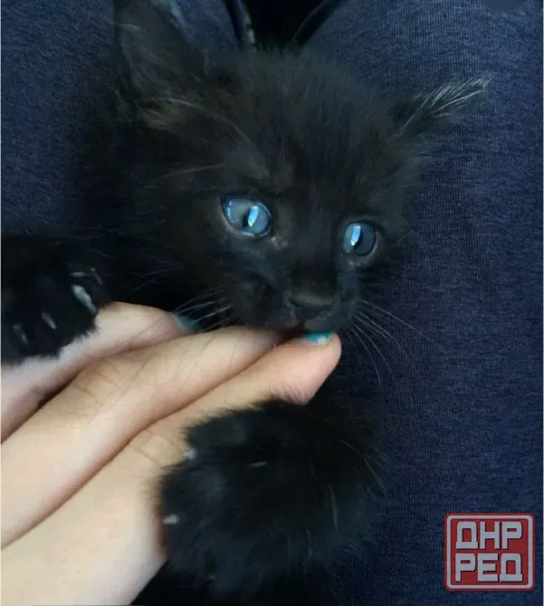 Котята с голубыми глазами Донецк - изображение 6