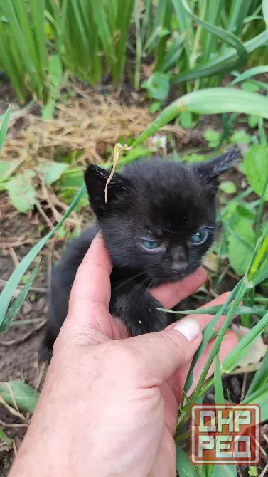 Котята с голубыми глазами Донецк - изображение 2