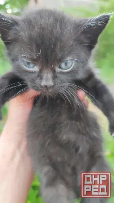 Котята с голубыми глазами Донецк - изображение 7