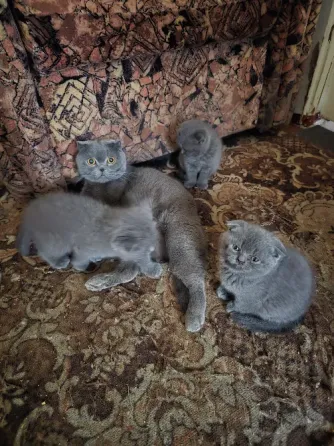 Продаются 4 красивейших Британо-шатладских экслюзивных котенка, срок 3 недели ухоженные чистинькие. Донецк