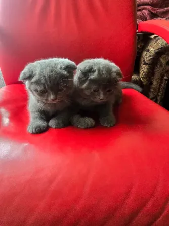 Продаются 4 красивейших Британо-шатладских экслюзивных котенка, срок 3 недели ухоженные чистинькие. Донецк