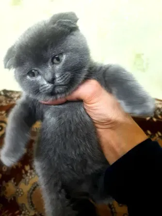 Продаются 4 красивейших Британо-шатладских экслюзивных котенка, срок 3 недели ухоженные чистинькие. Донецк
