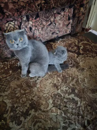 Продаются 4 красивейших Британо-шатладских экслюзивных котенка, срок 3 недели ухоженные чистинькие. Донецк