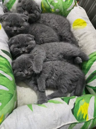 Продаются 4 красивейших Британо-шатладских экслюзивных котенка, срок 3 недели ухоженные чистинькие. Донецк