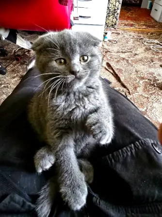 Продаются 4 красивейших Британо-шатладских экслюзивных котенка, срок 3 недели ухоженные чистинькие. Донецк