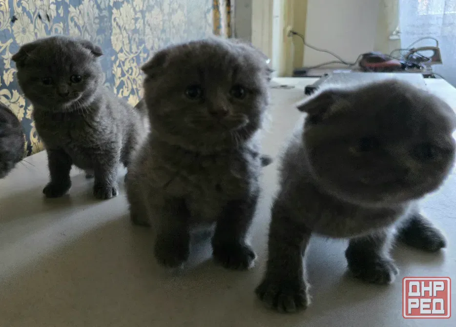 Продаются 4 красивейших Британо-шатладских экслюзивных котенка, срок 3 недели ухоженные чистинькие. Донецк - изображение 1
