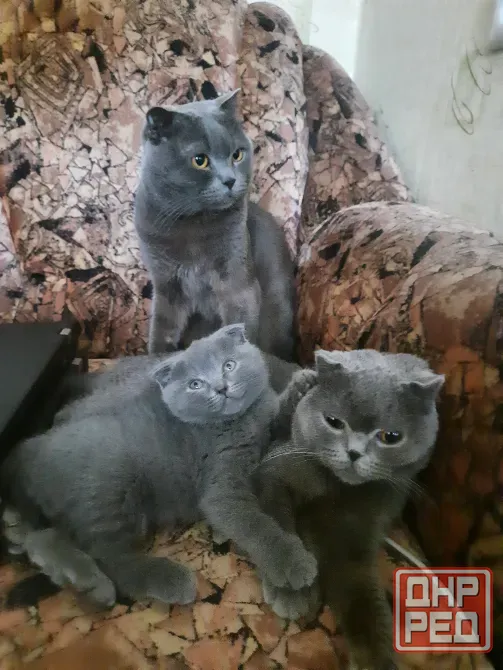 Продаются 4 красивейших Британо-шатладских экслюзивных котенка, срок 3 недели ухоженные чистинькие. Донецк - изображение 8