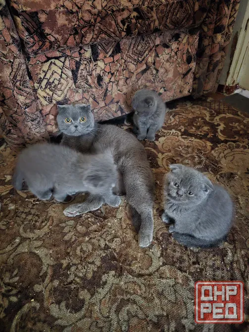 Продаются 4 красивейших Британо-шатладских экслюзивных котенка, срок 3 недели ухоженные чистинькие. Донецк - изображение 6