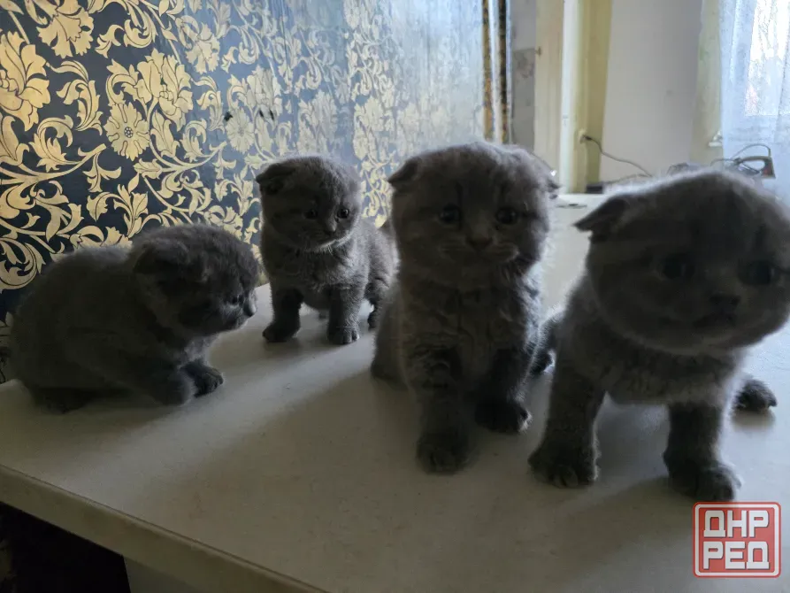 Продаются 4 красивейших Британо-шатладских экслюзивных котенка, срок 3 недели ухоженные чистинькие. Донецк - изображение 7