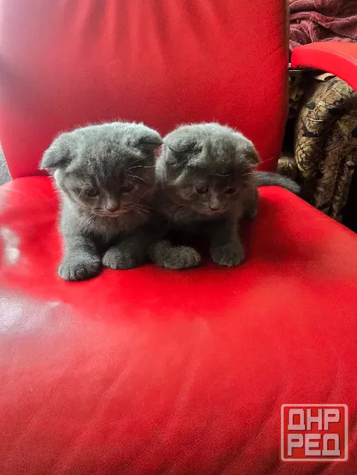 Продаются 4 красивейших Британо-шатладских экслюзивных котенка, срок 3 недели ухоженные чистинькие. Донецк - изображение 5