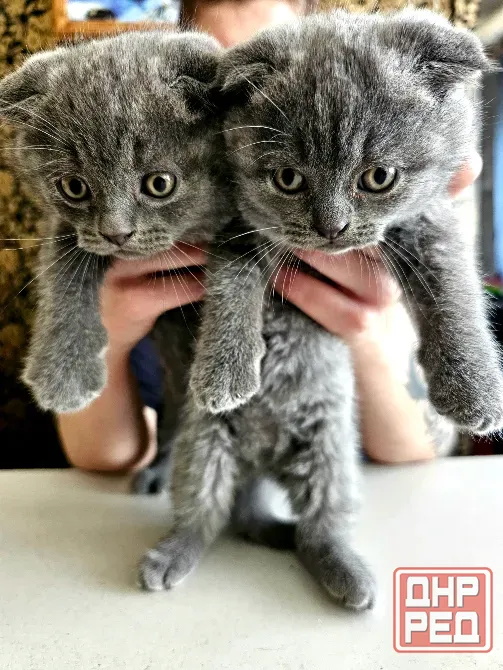 Продаются 4 красивейших Британо-шатладских экслюзивных котенка, срок 3 недели ухоженные чистинькие. Донецк - изображение 1